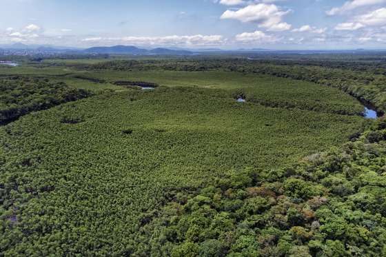 Áreas verdes do Paraná: Estado reduziu em 64% o desmatamento ilegal, aponta Fundação SOS Mata Atlântica