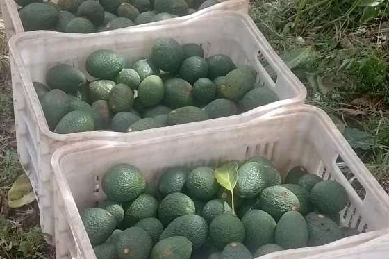 A cultura do avocado virou opção de renda para os produtores paranaenses, que destinam toda a colheita ao exterior.