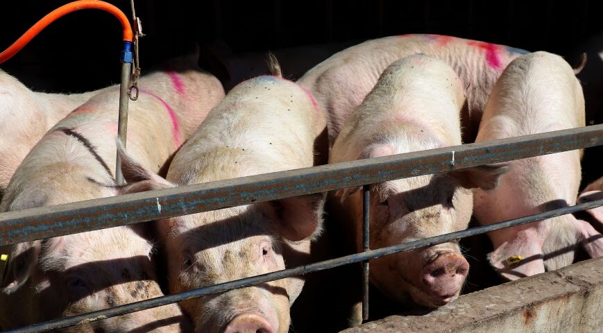 Paraná bate recorde de produção de carne de frango, suína e bovina no 1º trimestre de 2025