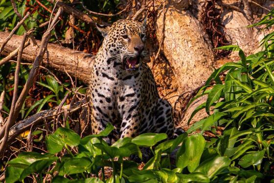 A campanha pretende posicionar o Pantanal entre os principais destinos de safári do mundo