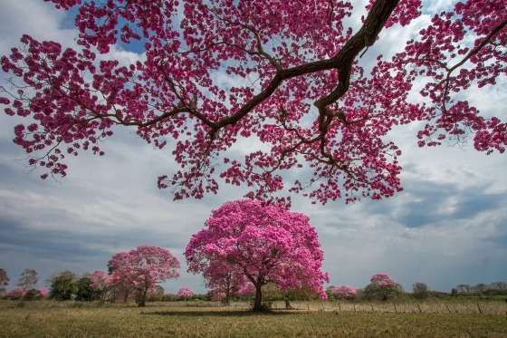 florada de ipes-rosa no pantanal